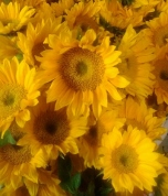 【報告】夜間開館初日限定特別企画「ゴッホが愛したひまわりを先着100名様にプレゼント」